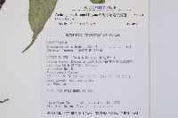 台灣原始觀音座蓮藏品圖，第2張