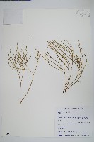 松葉蕨藏品圖，第1張