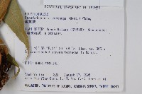 崖薑蕨藏品圖，第2張