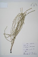 木賊藏品圖，第1張