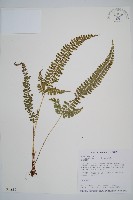 韓氏耳蕨藏品圖，第1張