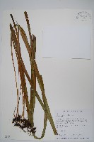 垂葉書帶蕨藏品圖，第1張