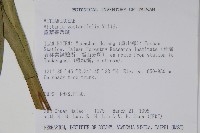 垂葉書帶蕨藏品圖，第2張