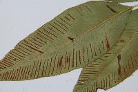 細柄雙蓋蕨藏品圖，第5張