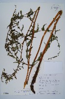 擬德氏雙蓋蕨藏品圖，第1張