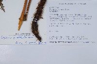 擬德氏雙蓋蕨藏品圖，第2張