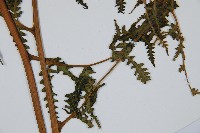 擬德氏雙蓋蕨藏品圖，第3張