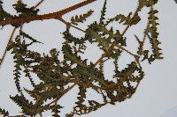 擬德氏雙蓋蕨藏品圖，第4張