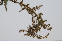 擬德氏雙蓋蕨藏品圖，第5張