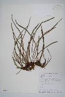 姬書帶蕨藏品圖，第1張