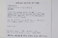 姬書帶蕨藏品圖，第2張