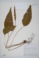 燕尾蕨藏品圖，第1張