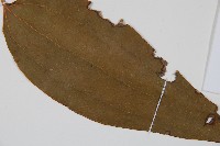 燕尾蕨藏品圖，第6張