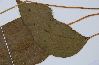 燕尾蕨藏品圖，第8張