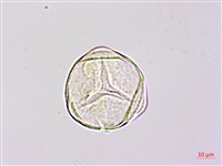 燕尾蕨藏品圖，第2張