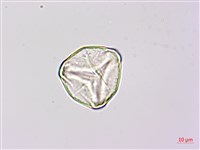 燕尾蕨藏品圖，第3張