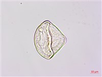 燕尾蕨藏品圖，第4張