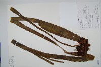 帶狀瓶爾小草藏品圖，第1張