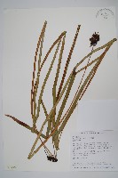 垂葉書帶蕨藏品圖，第1張