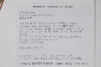 垂葉書帶蕨藏品圖，第2張