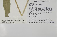 日本鳳丫蕨藏品圖，第2張