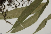 日本鳳丫蕨藏品圖，第3張