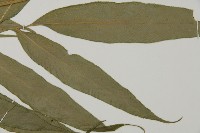 日本鳳丫蕨藏品圖，第5張
