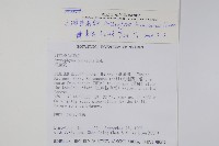 臺灣車前蕨藏品圖，第2張