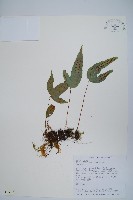 三葉茀蕨藏品圖，第1張