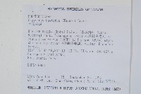 三葉茀蕨藏品圖，第2張