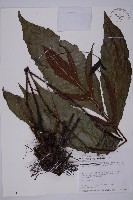 沙皮蕨藏品圖，第1張