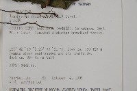 沙皮蕨藏品圖，第5張