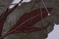 沙皮蕨藏品圖，第6張