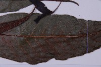 沙皮蕨藏品圖，第7張