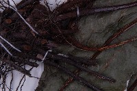 沙皮蕨藏品圖，第8張