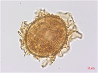 沙皮蕨藏品圖，第2張