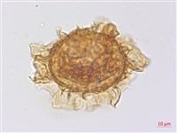 沙皮蕨藏品圖，第3張