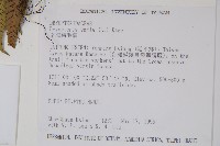 南海鱗毛蕨藏品圖，第2張