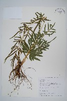 箭葉鳳尾蕨藏品圖，第1張