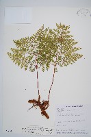 台灣小膜蓋蕨藏品圖，第1張