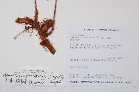 台灣小膜蓋蕨藏品圖，第2張