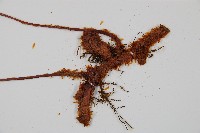 台灣小膜蓋蕨藏品圖，第3張