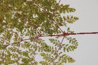 台灣小膜蓋蕨藏品圖，第4張