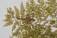 台灣小膜蓋蕨藏品圖，第5張