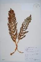 密毛鱗毛蕨藏品圖，第1張