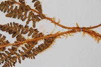 密毛鱗毛蕨藏品圖，第3張