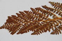 密毛鱗毛蕨藏品圖，第5張