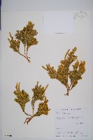 玉柏藏品圖，第1張