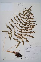 對生蹄蓋蕨藏品圖，第1張