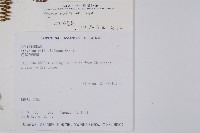 對生蹄蓋蕨藏品圖，第2張